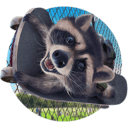 浣熊通缉犯/Wanted Raccoon